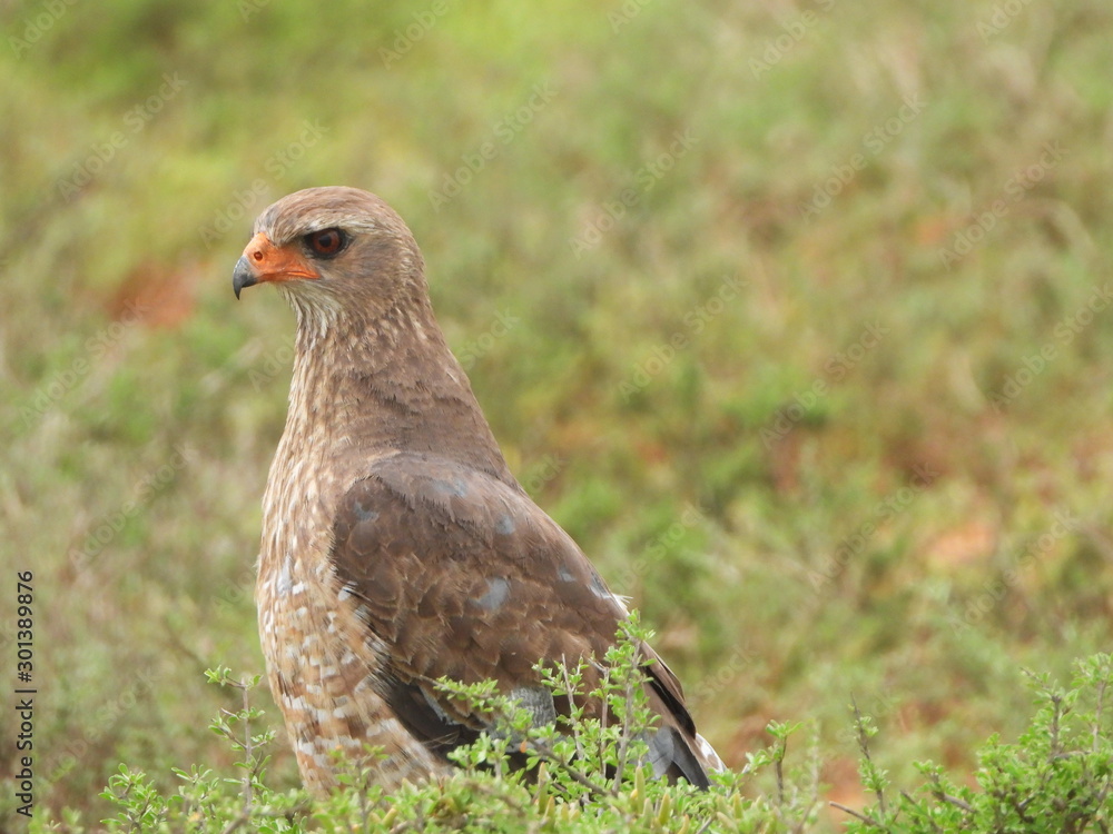 Steppe buzzard spotted in Addo Elephant NP Steppe buzzard spotted in Addo Elephant NP