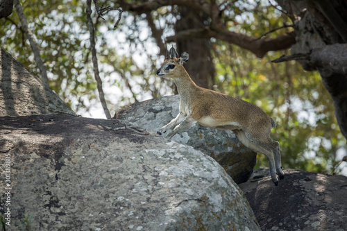 Fototapeta Naklejka Na Ścianę i Meble -  Klipspringer jumping on a rock in Kruger National park, South Africa ; Specie Oreotragus oreotragus family of Bovidae