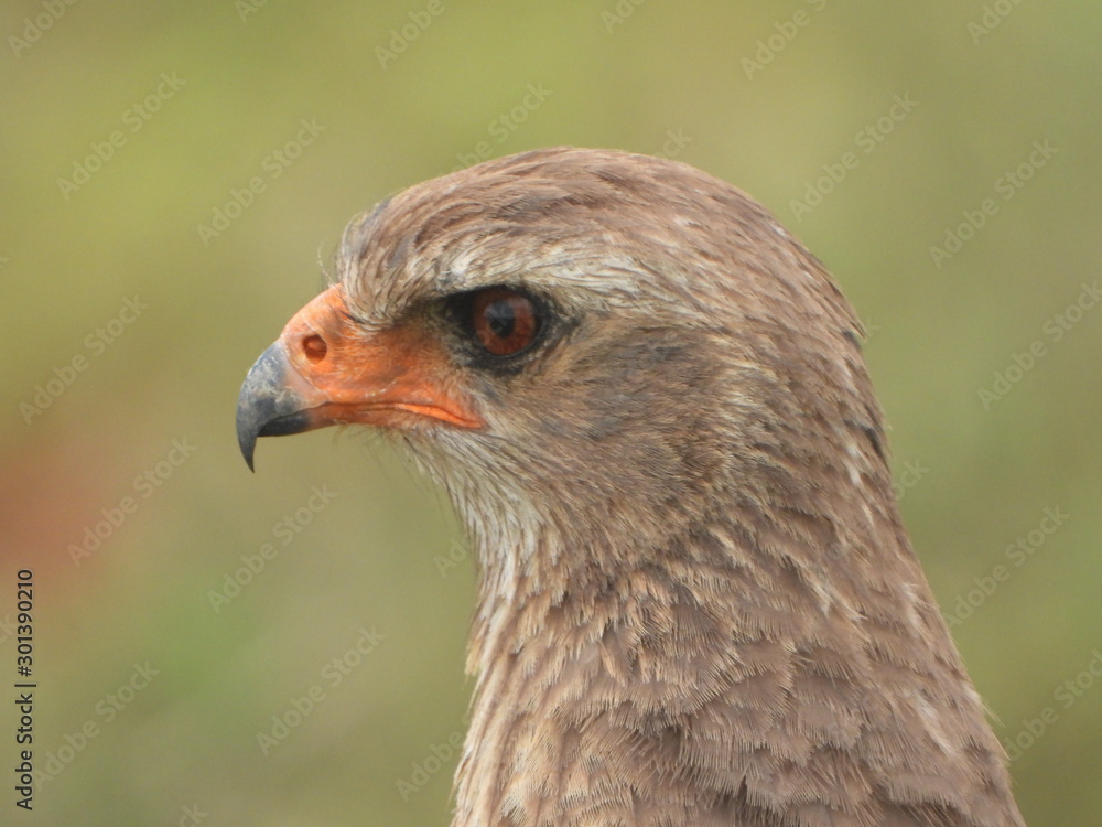 Steppe buzzard spotted in Addo Elephant NP Steppe buzzard spotted in Addo Elephant NP