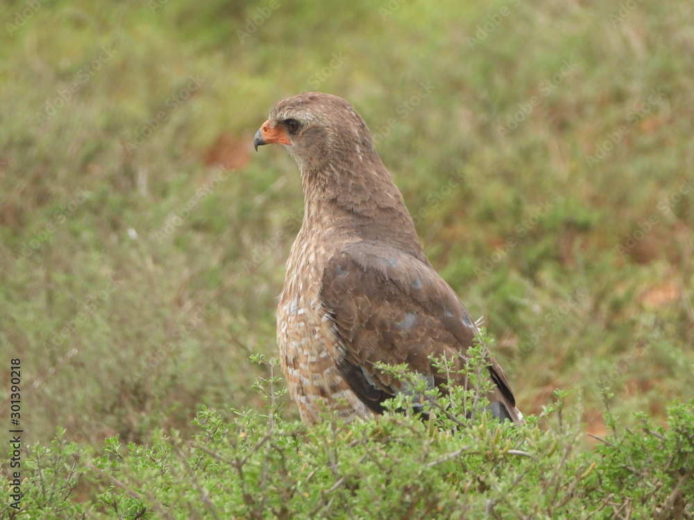 Obraz premium Steppe buzzard spotted in Addo Elephant NP