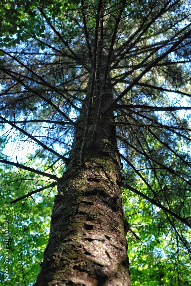 Tree looking up from the ground Tree looking up from the ground