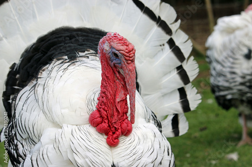 Turkey royal palm breed male stag photo