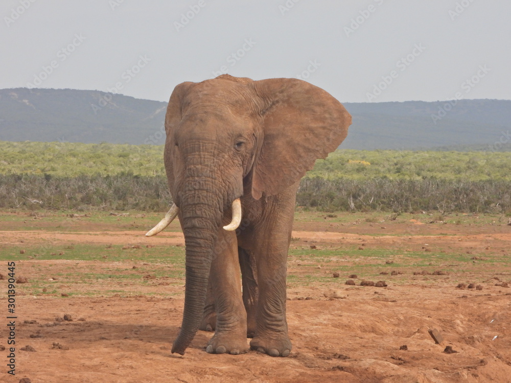 Elephant in Addo Elephant NP