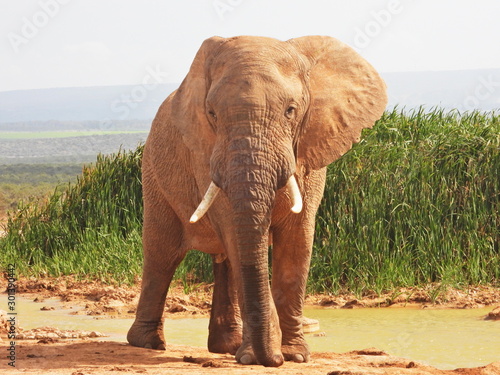 Elephant in Addo Elephant NP