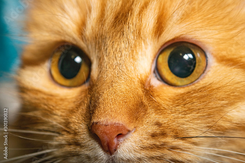 Portrait of a red cat close-up. House favourite.