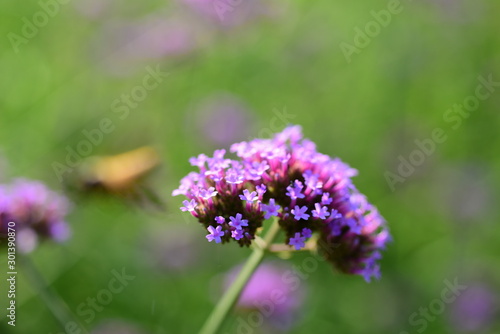 Purple flowers and bees in the park