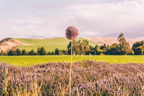 Lavender Flower