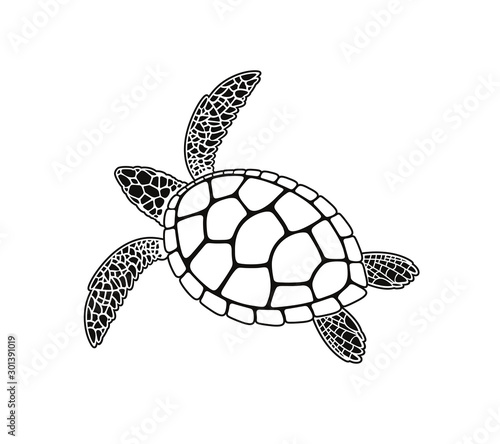 Sea turtle logo. Isolated turtle on white background. Reptile