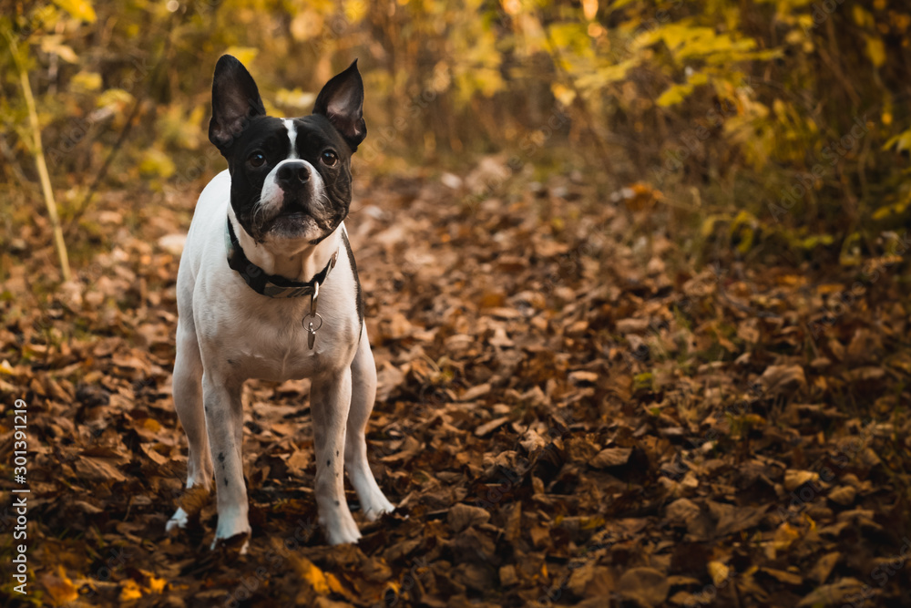 Cute Boston Terrier chills out on a beautiful autumn evening Cute Boston Terrier chills out on a beautiful autumn evening