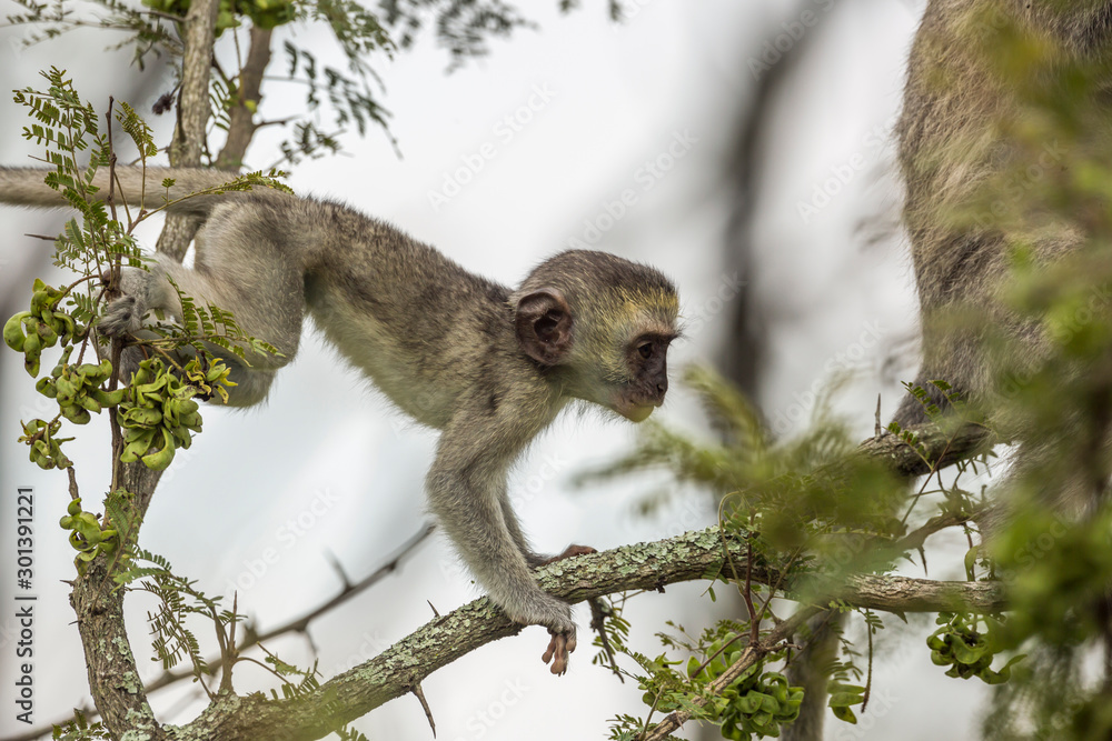 Obraz premium Young Vervet monkey jumping on a branch in Kruger National park, South Africa ; Specie Chlorocebus pygerythrus family of Cercopithecidae