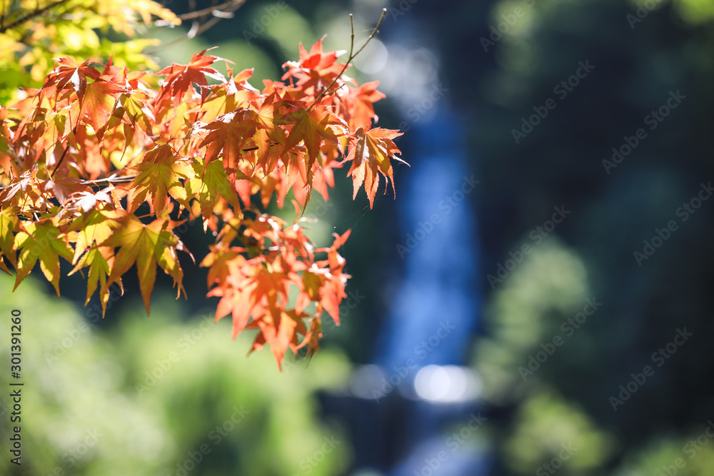 Autumn red and orange leaves with direct sunlight Autumn red and orange leaves with direct sunlight