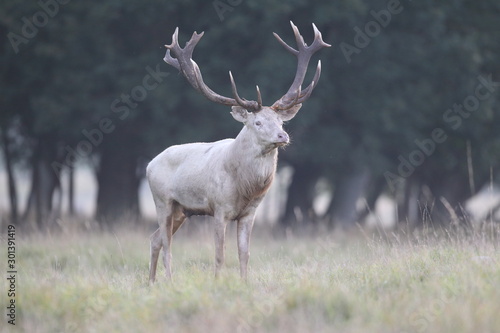 Red deer - Rutting season