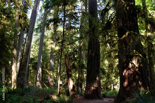 Majestic trees in Cathedral Grove in Victoria Island, BC, Canada photo