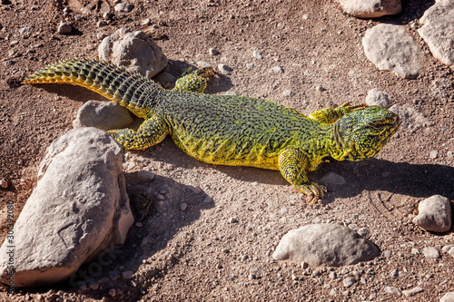Yellow-green lizard  lacertilia  in the Sahara desert.