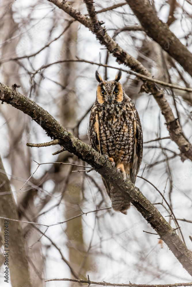 Fototapeta premium Long eared owl perched resting in deep midwinter, Quebec, Canada.