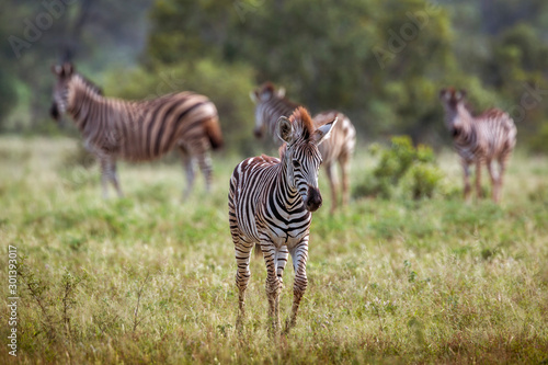 Plains zebra in Kruger National park  South Africa