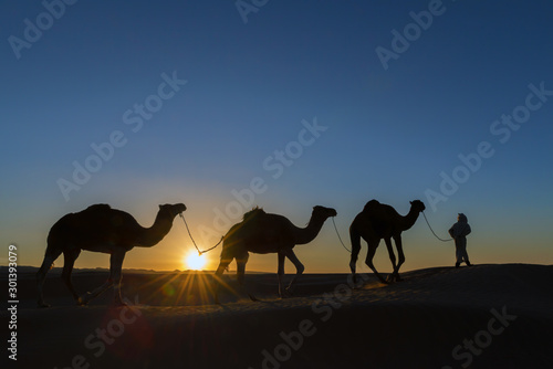 A nomad with dromedaries in the desert.