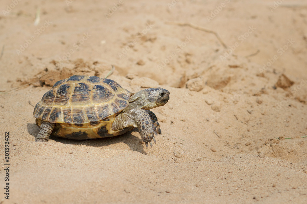 Central Asian tortoise crawling on the sand. Central Asian tortoise crawling on the sand.