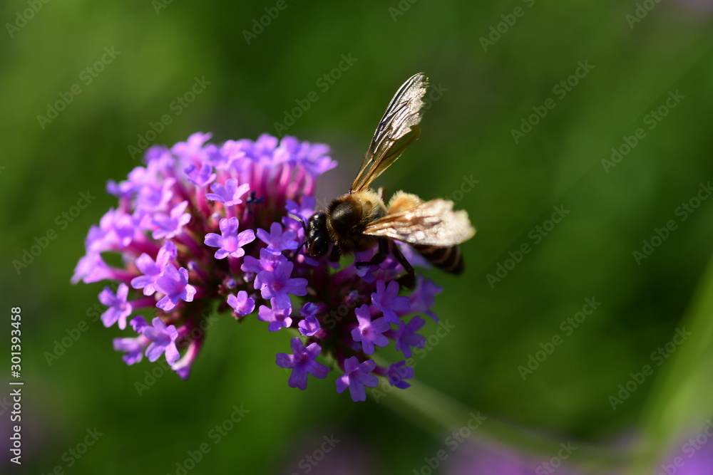 Purple flowers and bees in the park Purple flowers and bees in the park