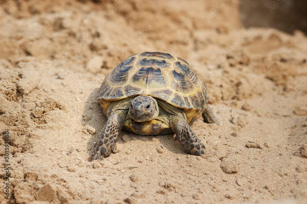 Central Asian tortoise crawling on the sand. Central Asian tortoise crawling on the sand.
