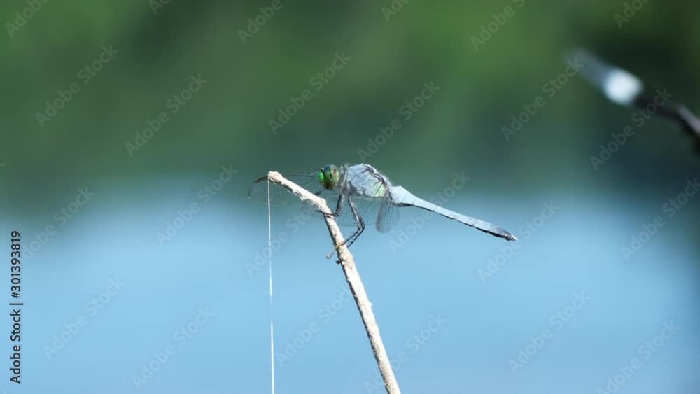Eastern Pondhawk Dragonfly, Erythemis simplicicollis, lands on a rush stem at yates mill pond in Raleigh, North Carolina Eastern Pondhawk Dragonfly, Erythemis simplicicollis, lands on a rush stem at yates mill pond in Raleigh, North Carolina
