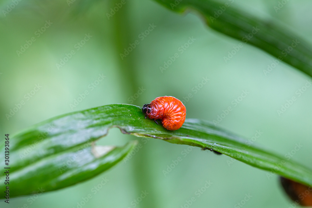 Obraz premium The larva of the Lily rattle sits on a Lily leaf