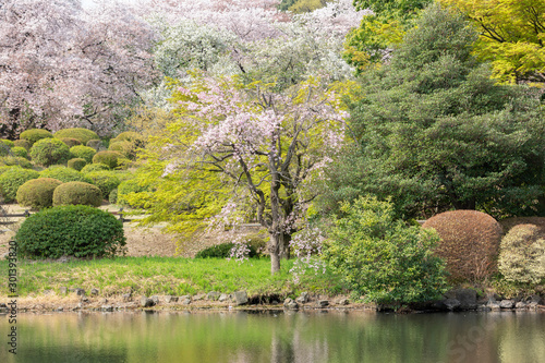 桜の咲く庭