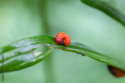 Lily beetle (Lilioceris lilii), sits on a leaf Lily  photo