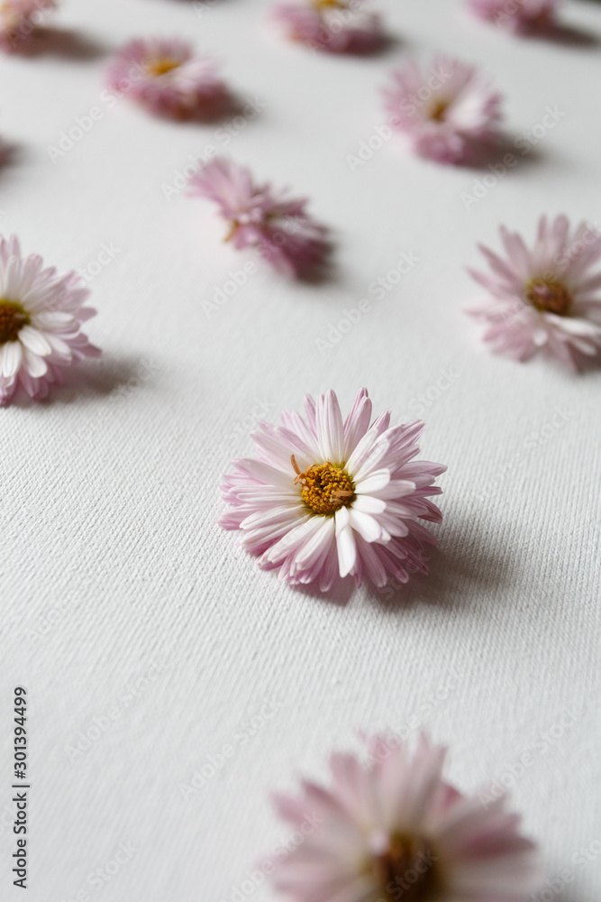 Pink chrysanthemum flowers on the white background Pink chrysanthemum flowers on the white background