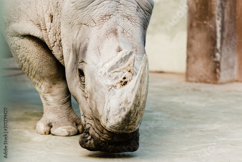 selective focus of rhino with big horn in zoo © LIGHTFIELD STUDIOS