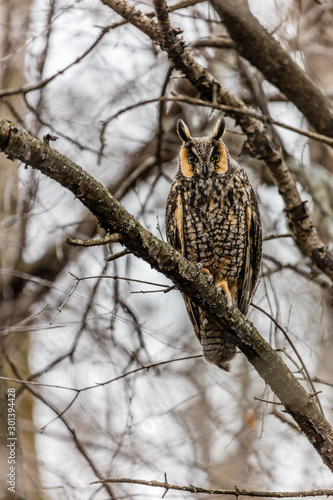 Long eared owl perched resting in deep midwinter, Quebec, Canada.