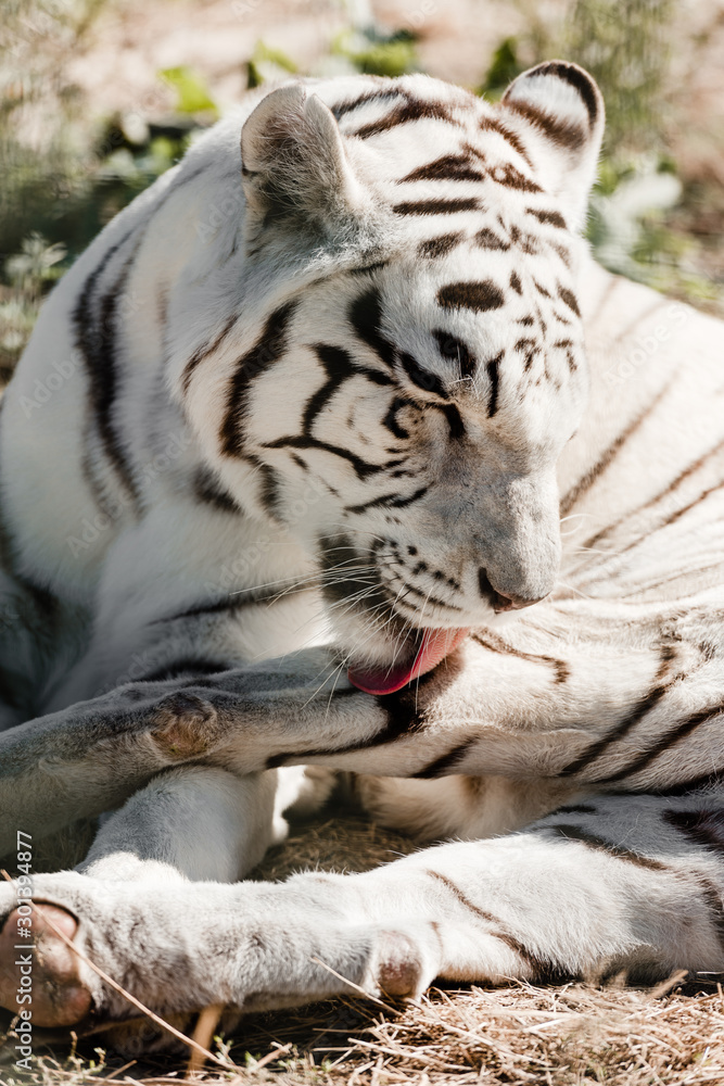 White tiger licking fur while lying on ground