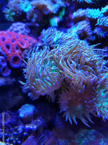 Coral reef. Underwater colorful background.