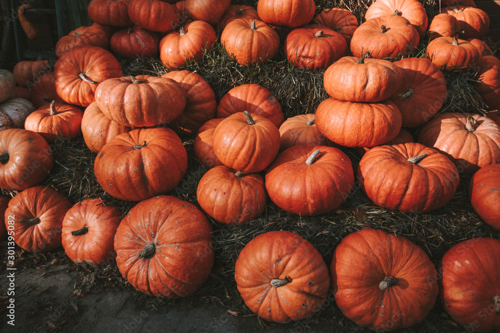 pumpkins on straw pumpkins on straw