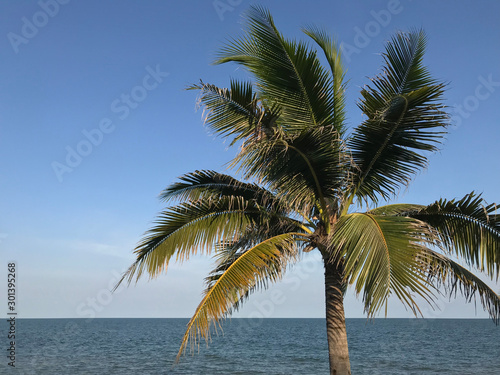 A tropical coconut tree near the beautiful tranquil beach in a summer day under the blue sky. © Asanee