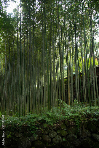 Bamboo grove