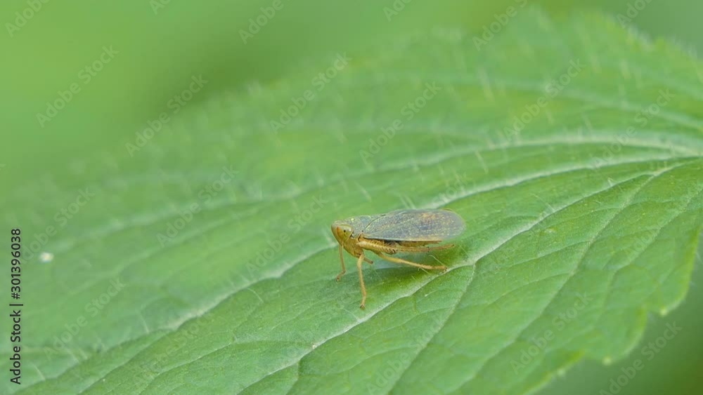 Planthopper on green leaf in tropical rain forest. Planthopper on green leaf in tropical rain forest.