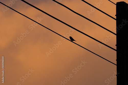 Silhouette birds sitting on power lines during sunset