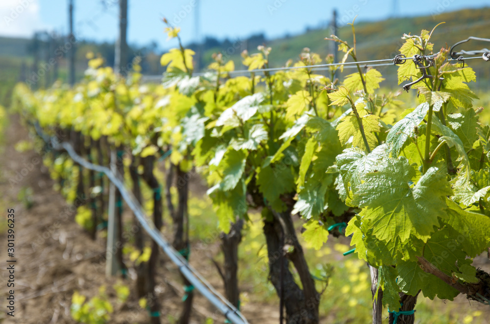 Vineyards in Sicily