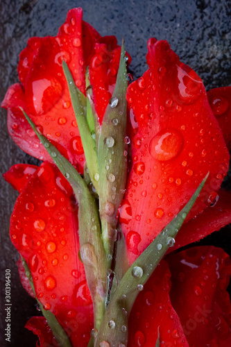 Red Flower. photo