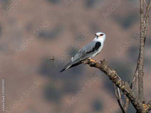 Black-winged Kite Perched on Tree Branch
