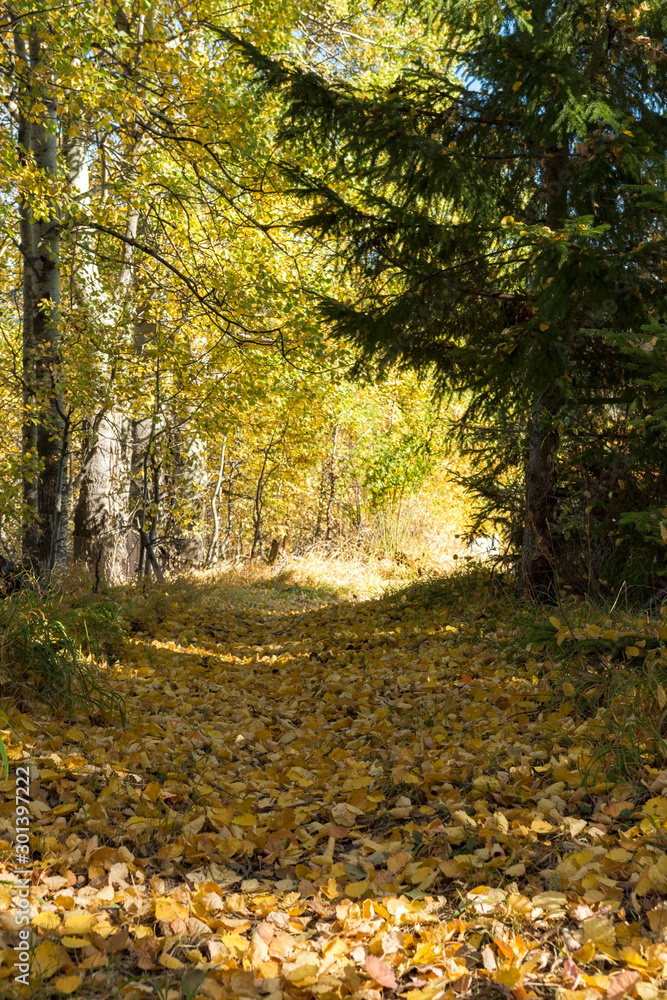 Hiking road, trail through evergreen pine trees and colored autumn broad-leaved trees. Autumn landscape in the hearth of Rhodopi Mountain, Bulgaria. Selective focus..