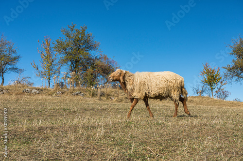 Sheep walking in the mountain