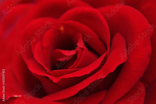 Rosa roja abierta  vista de cerca.