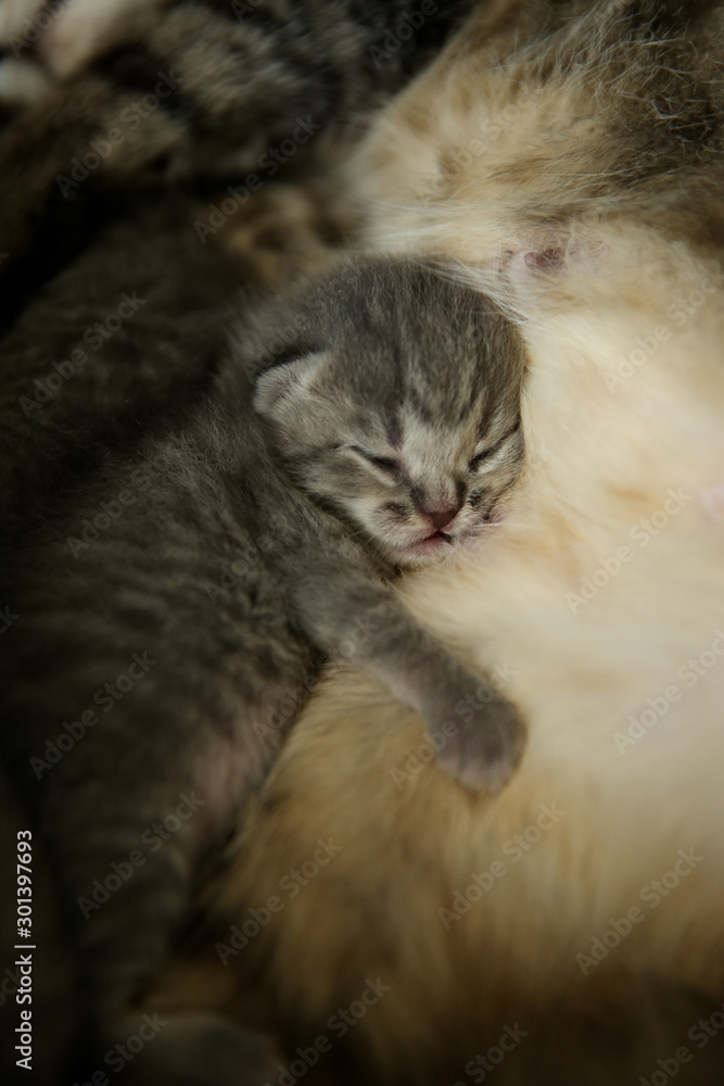 The kitten sleeps on the cat's tummy after feeding. The age of the kitten is one and a half weeks.