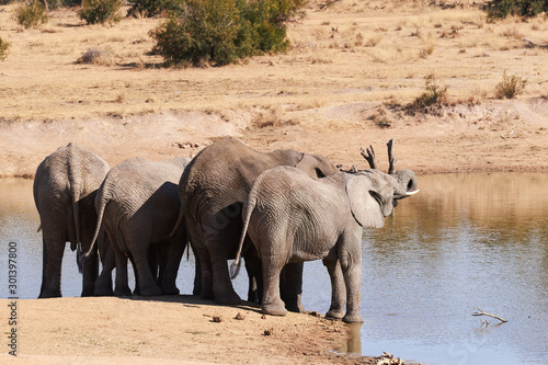 Photography small herd of elephants drinking water from a lake