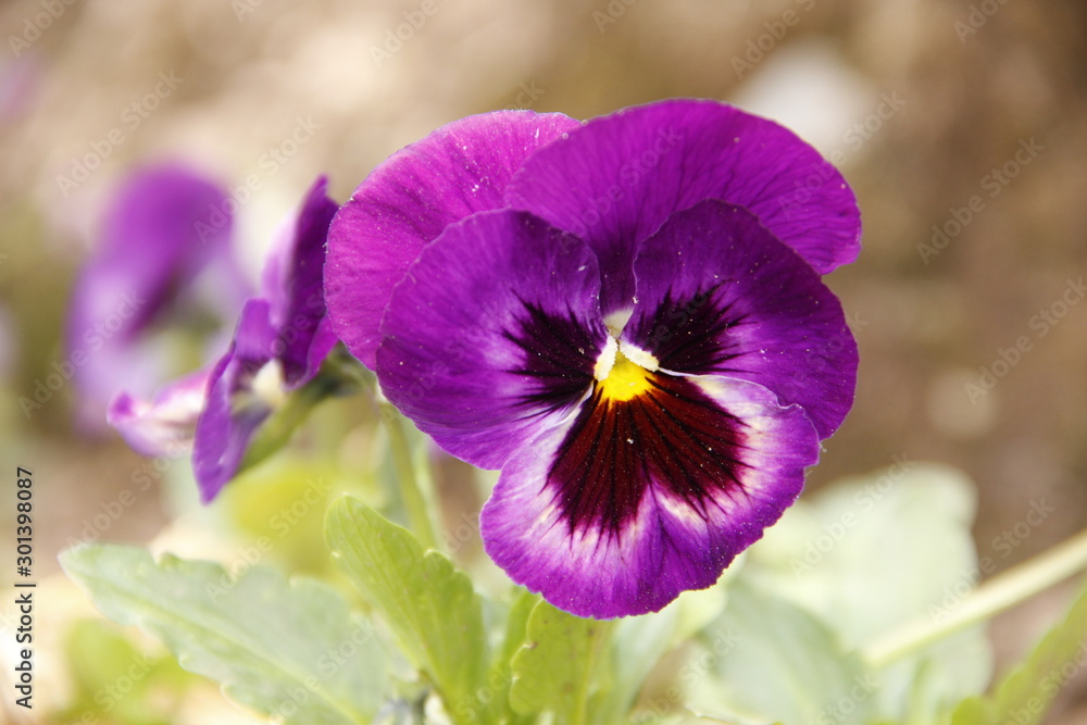 A beautiful purple flower in a garden of a church in Cusco. Peru A beautiful purple flower in a garden of a church in Cusco. Peru