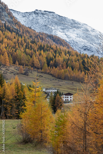 Autumn Foliage Mountain Landscape Nature Trees Travel Aosta Valley Italy