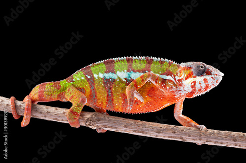 Panter Chameleon  furcifer pardalis  photographed on a plain background