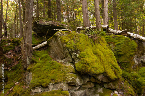 Fern and Moss-covered Rock